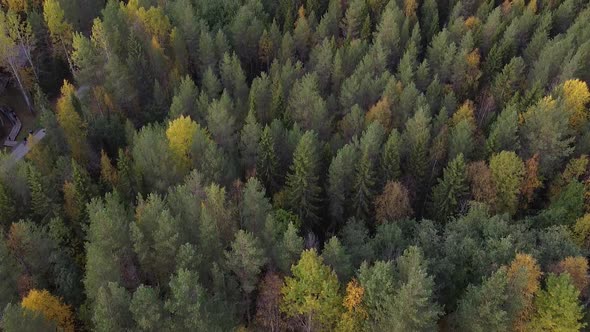 Summer Early Autumn in Forest Aerial Top View