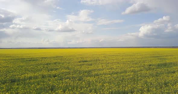 Yellow Field Of Rapeseed From A Height, In Spring