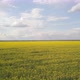 Yellow Field Of Rapeseed From A Height, In Spring - VideoHive Item for Sale