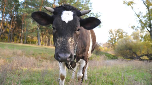 Portrait of Curious Black Cow Standing at Lawn and Looking Into Camera, Cute Friendly Animal Grazing alt