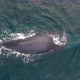 Aerial View of a Humpback Whale Diving into the Ocean - VideoHive Item for Sale