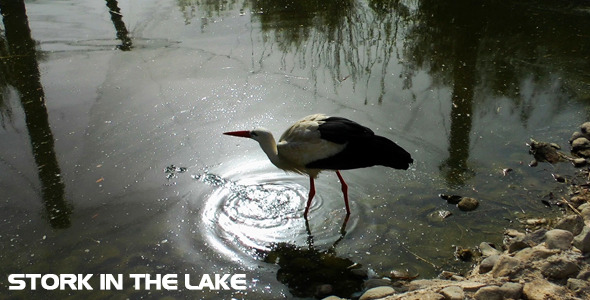 Stork in the Lake