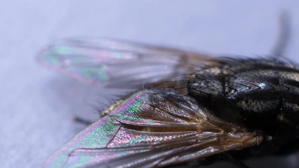 Domestic Fly In Detail 