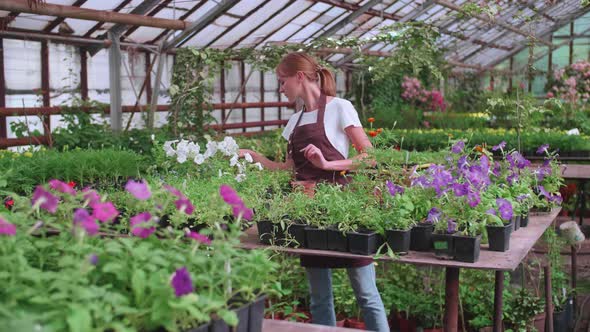 Girl in an Apron at Work in a Greenhouse Transplants Flowers Slowmotion Video