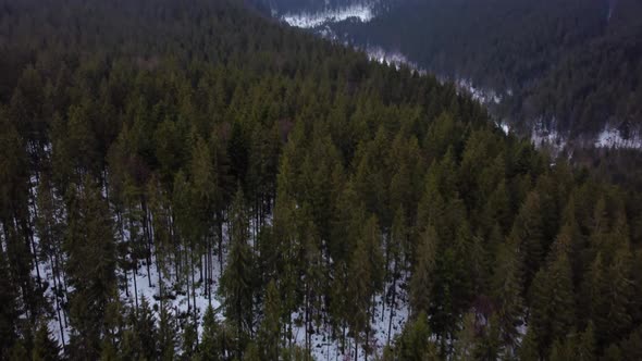 Carpathian spruce forest in the mountains. winter. aerial drone shot. alt