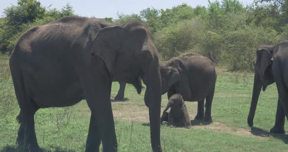 Close Up of Elephant Family with a Newborn Baby Elephant in a National Park of Sri Lanka