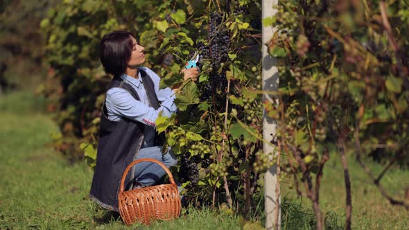 Woman Harvesting Ripe Grape