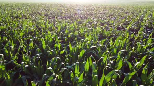 Flying Over Green Tops of Young Corn Sprouts on Sunny Morning alt