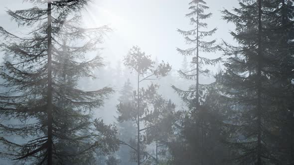 Misty Nordic Forest in Early Morning with Fog alt