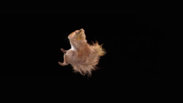 Squirrel Dancing HD alt