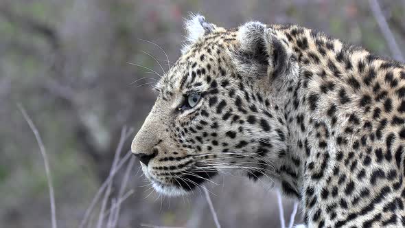 Side close-up of face of female leopard on the lookout in South Africa alt