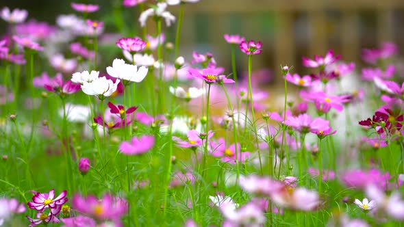 Natural grass pink flower, plants and flowers background alt
