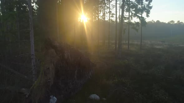 Fallen Trees in Foggy Forest at Sunrise