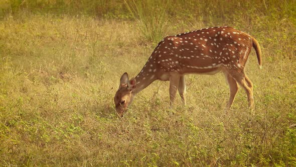 Chital or Cheetal, Also Known As Spotted Deer, Chital Deer, and Axis Deer alt