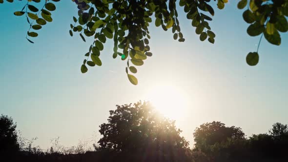 Rich Green Leaves of a Tree Waving in Wind the Sun Shining Through alt