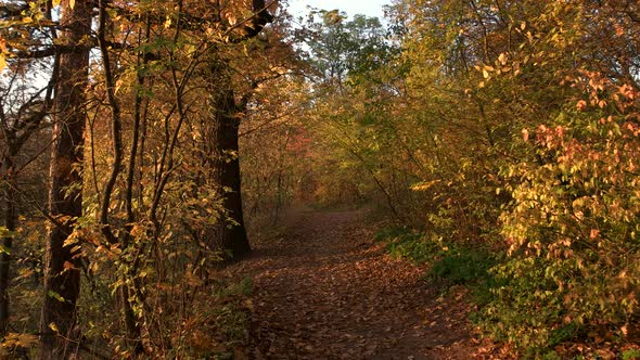 Walkway in Beautiful Autumn Forest alt