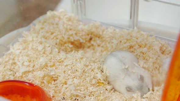 Hamster In Sawdust alt