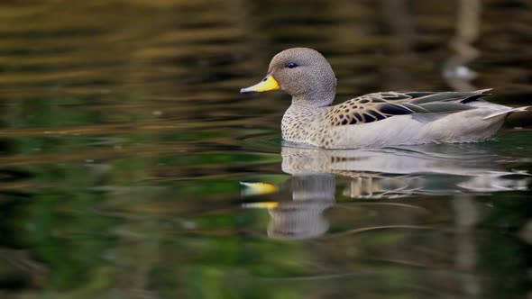 Panning shot of a Yellow-billed teal swimming on a pond and then taking off alt