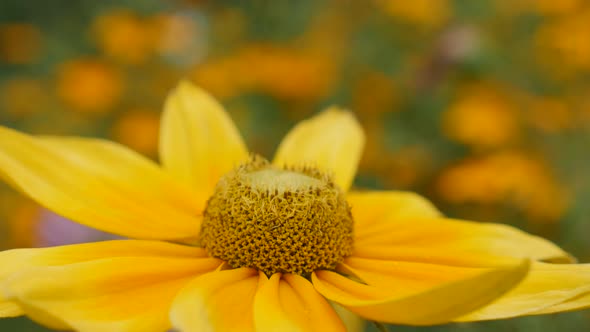 Rudbeckia hirta Irish Spring flower shallow DOF   petals and pistil 4K 3840X2160 30fps  UltraHD foot alt