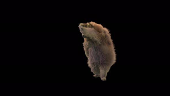 118 Bear Dancing 4K alt