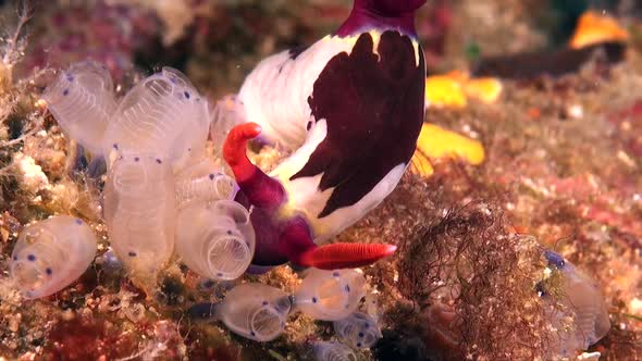 Nembrotha nudibranch (Nembrotha purpureolineata) feeding on ascidians on tropical coral reef alt