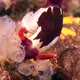 Nembrotha nudibranch (Nembrotha purpureolineata) feeding on ascidians on tropical coral reef