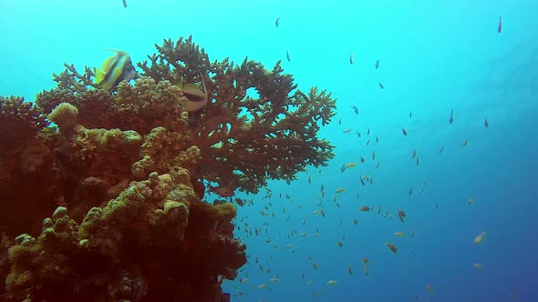 Tropical Sea and Table Coral alt