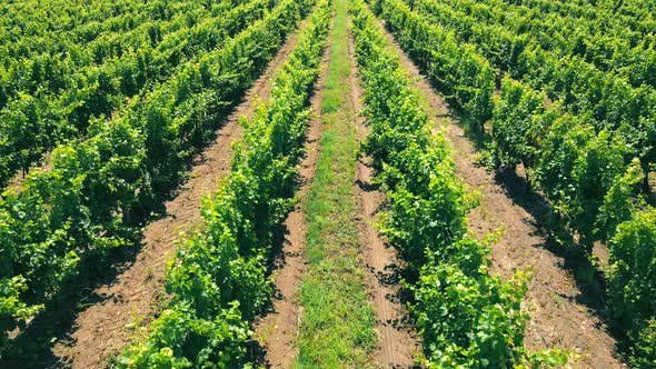 Aerial Flight Over Green Vineyards in Ukraine alt