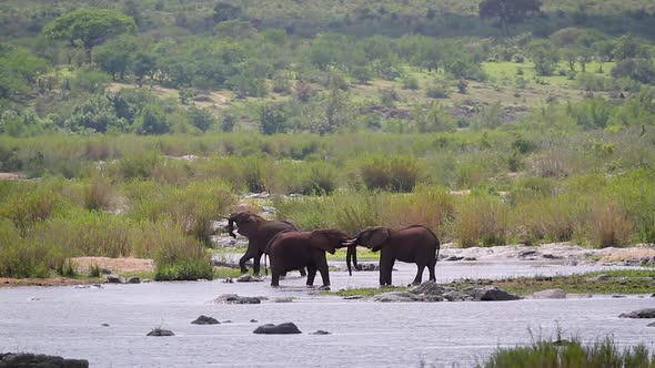African bush elephant in Kruger National park, South Africa alt