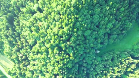 Aerial View of the Endless Lush Pastures of the Carpathian Expanses and Agricultural Land alt