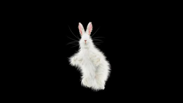 Rabbit Dancing HD alt
