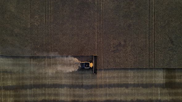 Aerial vertical drone view of a modern combine harvester reaping wheat seeds in Alberta, Canada. alt