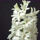 White Hyacinth Flower Blossom - VideoHive Item for Sale