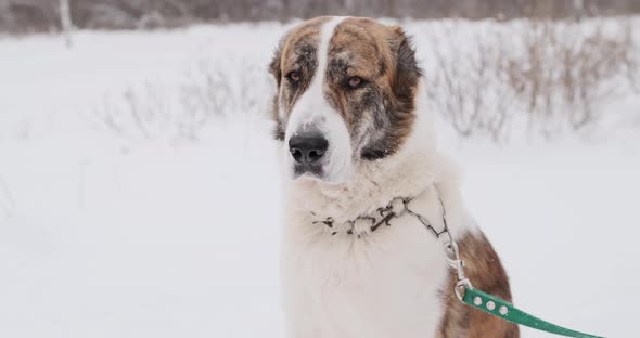 Big Dog of the Alabai a Central Asian Shepherd Breed in Winter on the Street alt