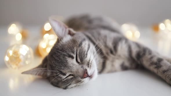 Adorable Gray Striped Baby Kitten Sweetly Sleeping with Christmas Garland on White Table on Gray