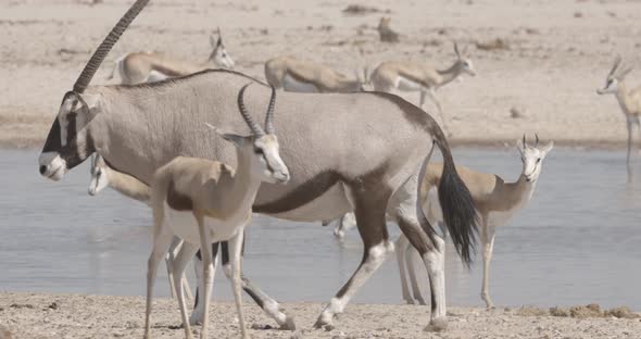 Oryx Walking