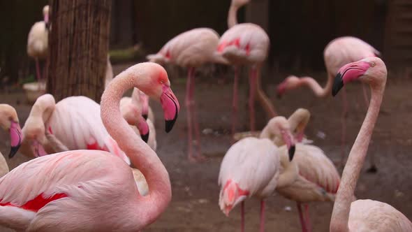 View of a flock of adult pink flamingos.