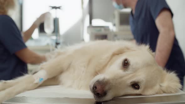 Close up of dog lying on the surgery's table. Shot with RED helium camera in 4K. alt