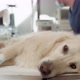 Close up of dog lying on the surgery&#39;s table. Shot with RED helium camera in 4K. - VideoHive Item for Sale