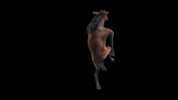 35 Horse Dancing HD alt