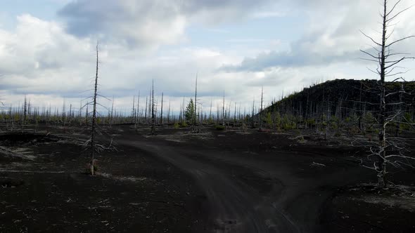 dead forest on the black land of Kamchatka