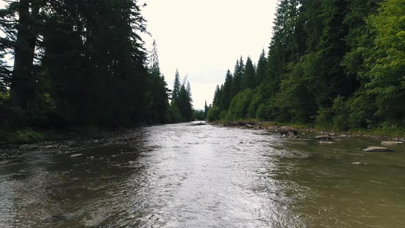 Mountain River Among Coniferous Forest alt