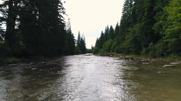 Mountain River Among Coniferous Forest