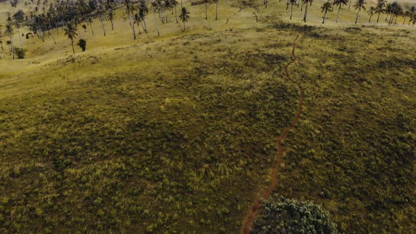 Green palms on exotic seacoast alt