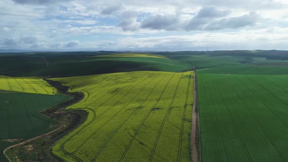 Aerial - Flying above vast canola field in countryside, green & yellow contrast alt