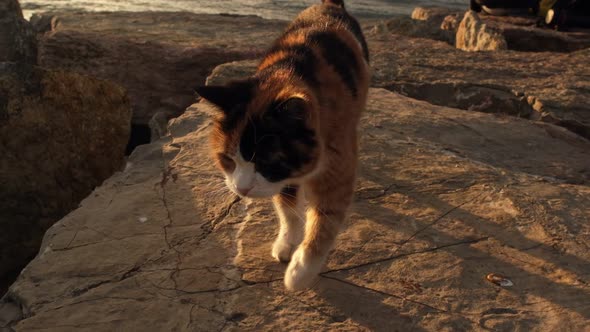 Multicolored stray cat is walking on rocks in slow motion