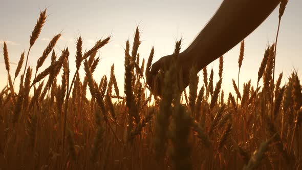 Agriculturist Inspects a Field of Ripe Wheat. Farmers Hand Touches the Ear of Wheat at Sunset alt