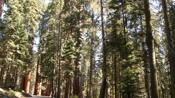 Sequoia Forest Redwood Trees in National Park Northern California USA alt