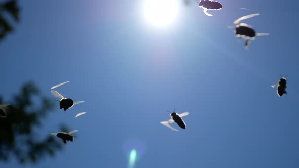 Many Bees are Flying Against the Blue Sky
