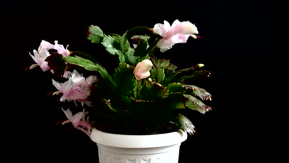 Schlumbergera truncata alt